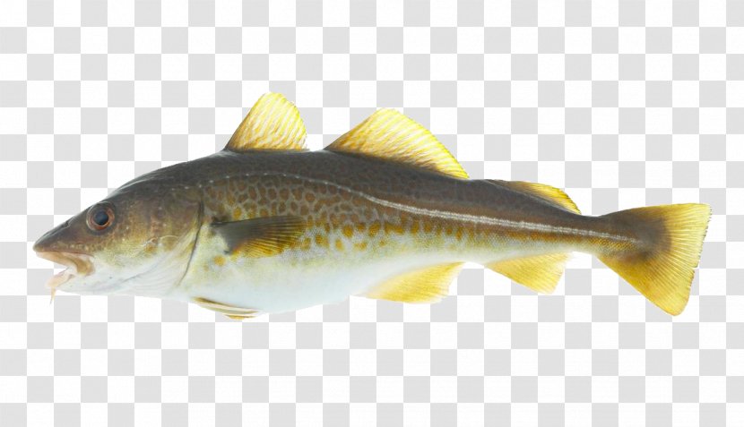 Atlantic Cod Stockfish Alaska Pollock Salmon Transparent PNG