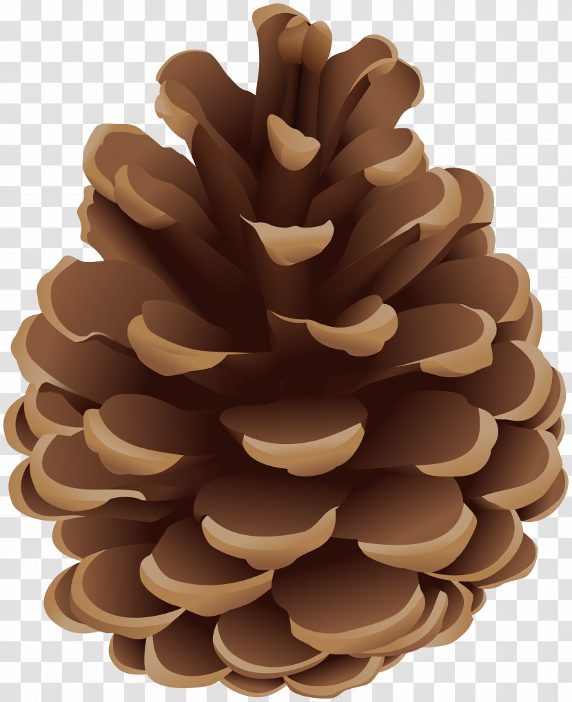 Clip Art Conifer Cone Illustration Vector Graphics - Natural Material - Pine Holiday Transparent PNG