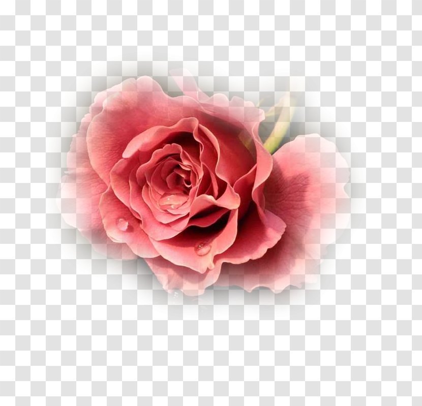 Cut Flowers Garden Roses - Floribunda - Flower Transparent PNG