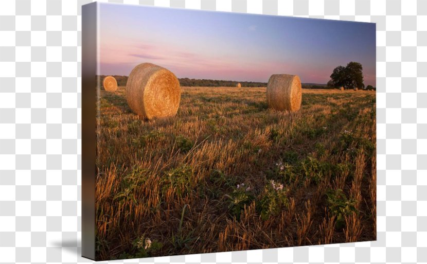 Hay Harvest Prairie Sky Plc - Grass Transparent PNG