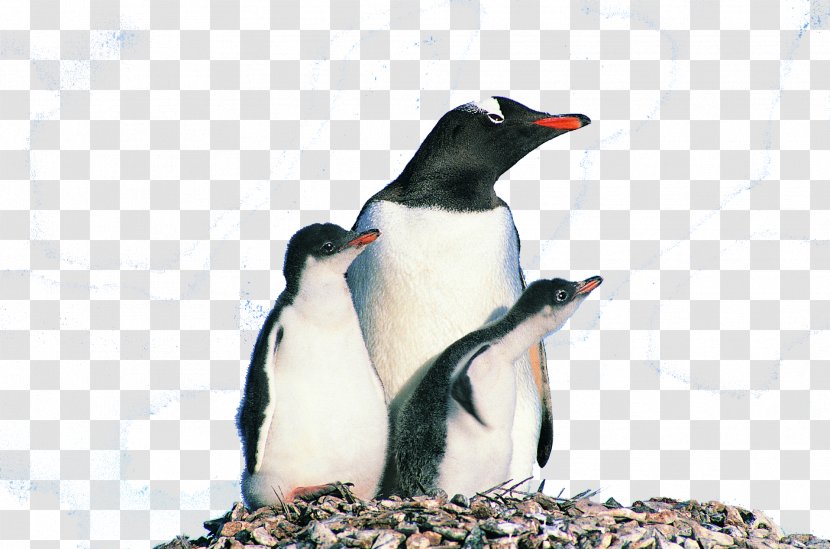 Penguin Bird Photography Animal - Overlooking The Transparent PNG
