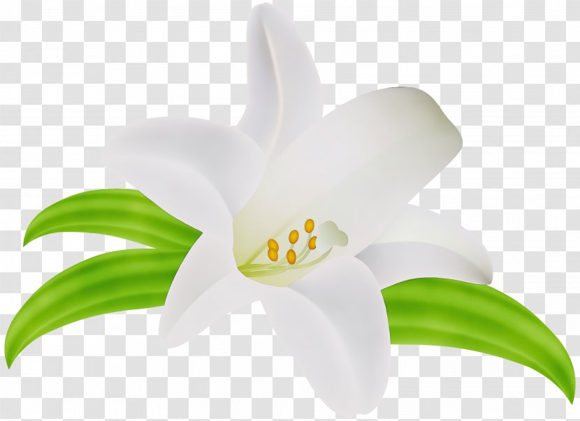 White Lily Flower - Amaryllis Family Transparent PNG