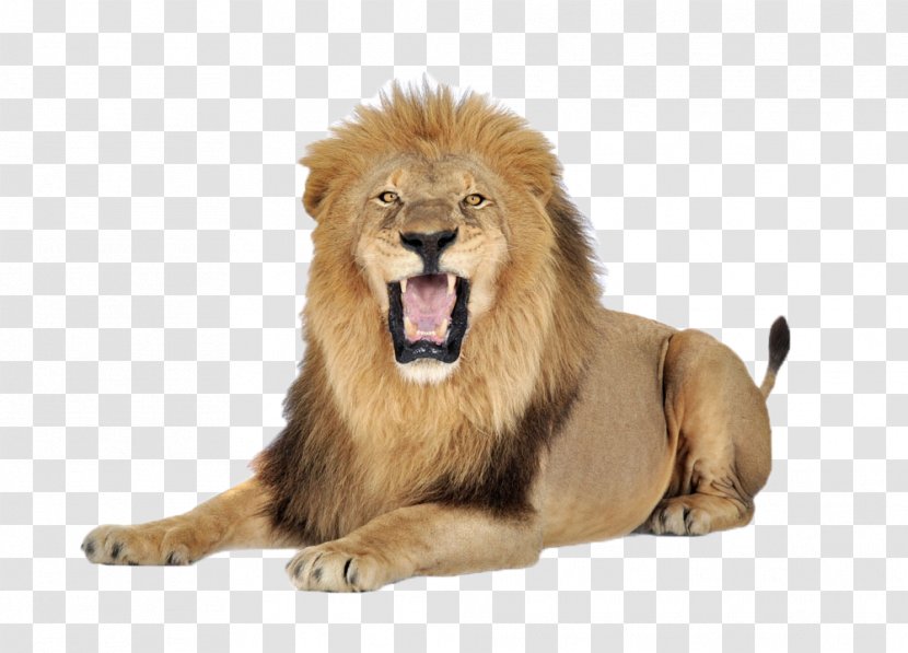 Lion Felidae Clip Art - Roar Transparent PNG