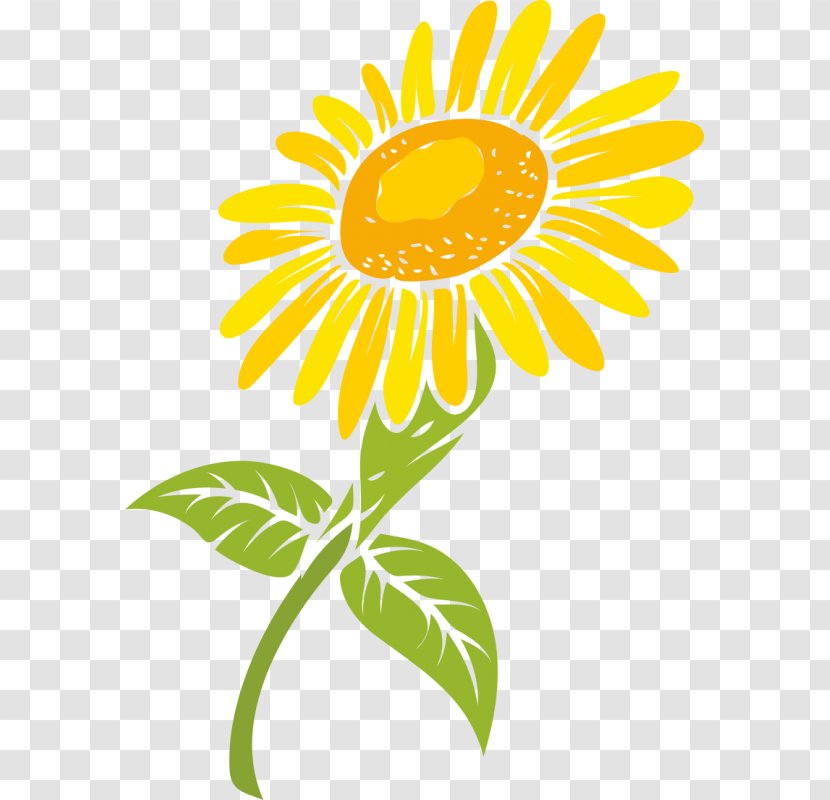 Common Sunflower - Stock Photography - Design Transparent PNG