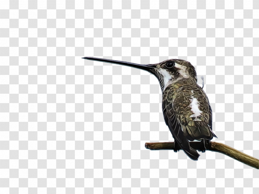 Hummingbird Transparent PNG