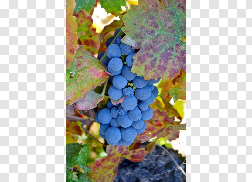 Common Grape Vine Ukiah Cox Vineyard - Hill Transparent PNG