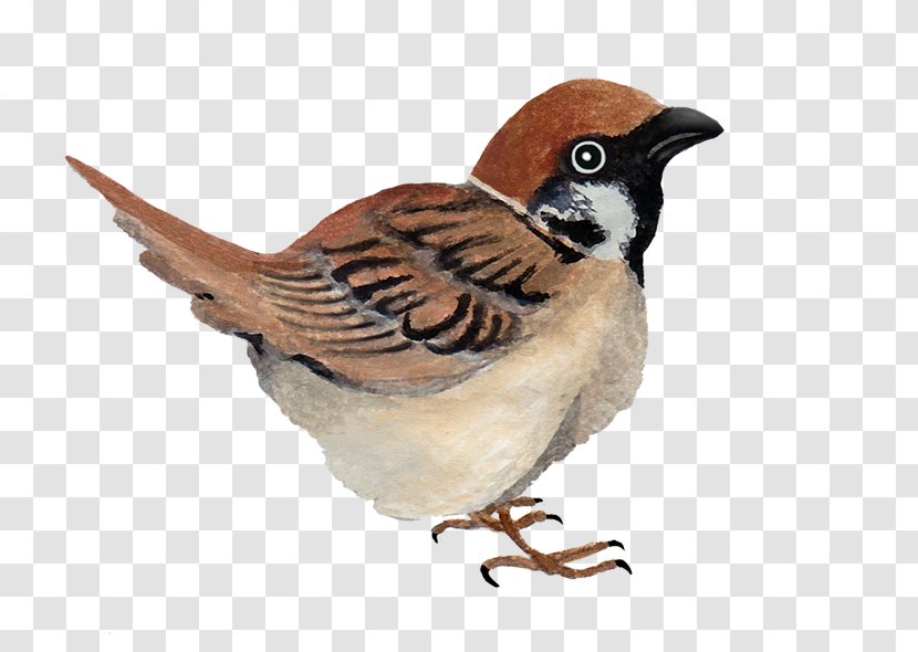 House Sparrow Finches Wren Galliformes - Fauna Transparent PNG