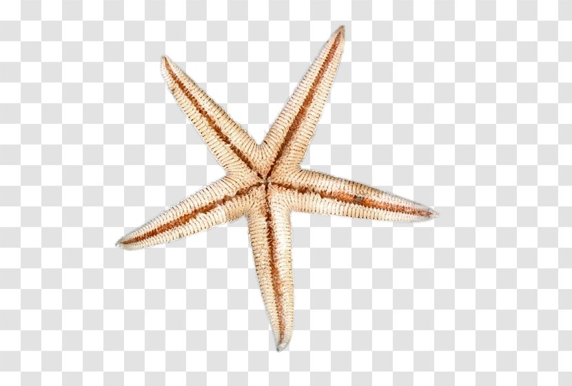 Starfish Seabed - Sea Transparent PNG