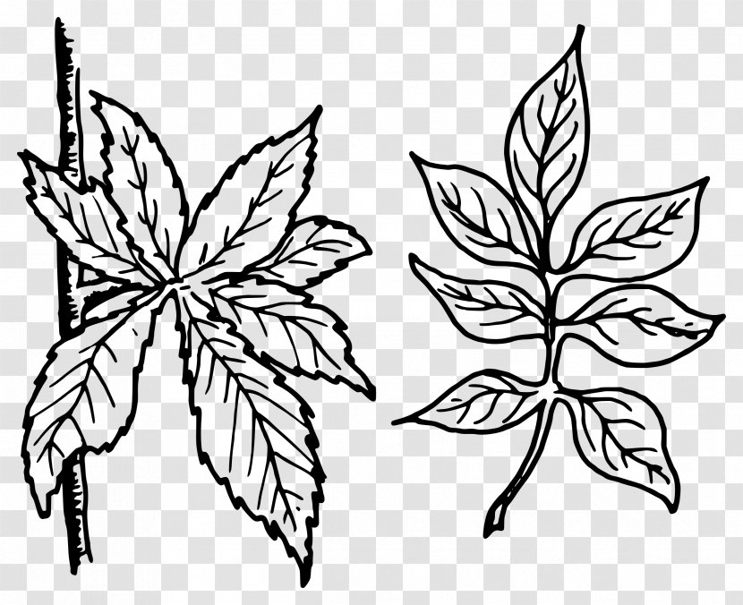 Pinnation Leaf Petiole Clip Art - Visual Arts - Big Leaves Transparent PNG