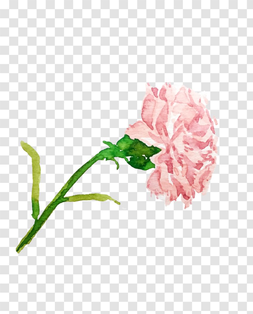 Garden Roses Flower Carnation Illustration Drawing - Petal Transparent PNG
