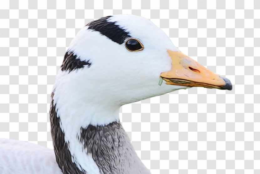 Bird Beak Goose Duck Water Bird Transparent PNG