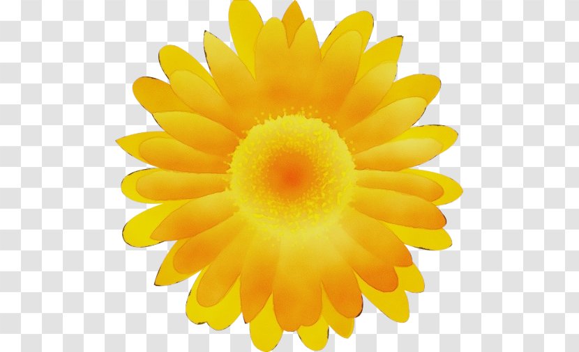 Sunflower - Watercolor - Pollen Transparent PNG