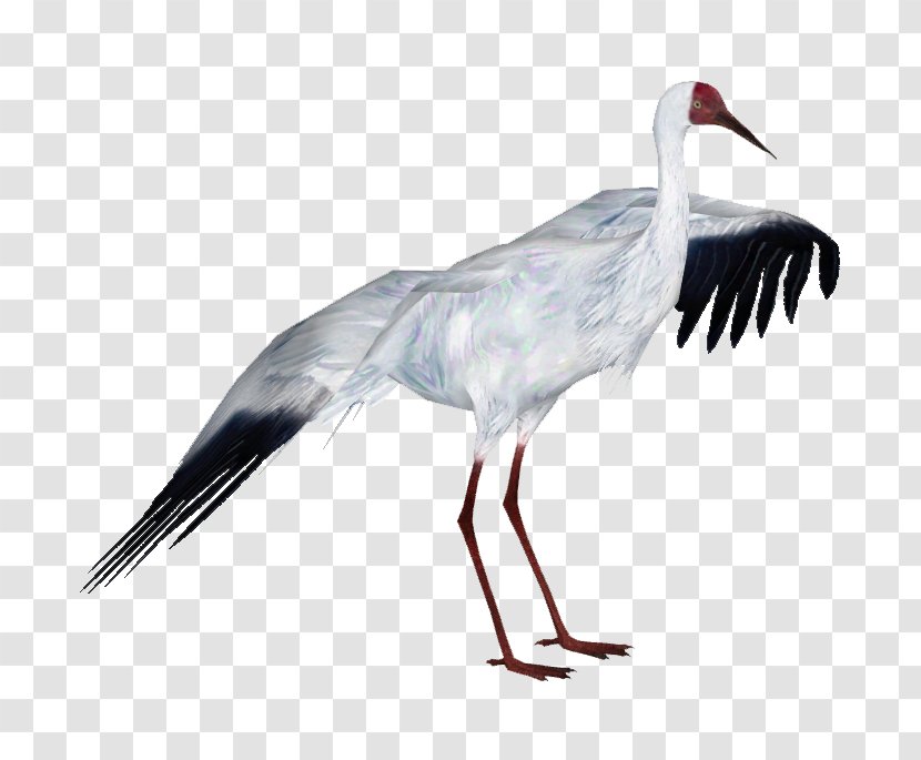 Zoo Tycoon 2: African Adventure Crane Bird White Stork - Leucogeranus Transparent PNG