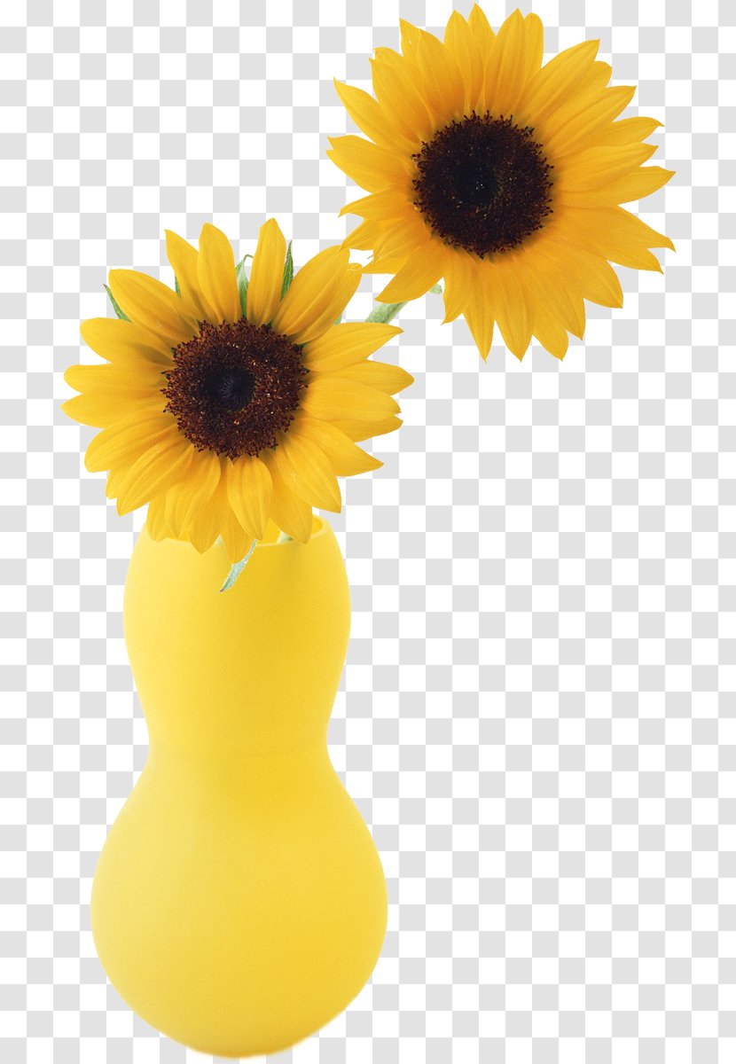Two Cut Sunflowers Sunflower Student Movement Vase Common - Flowers Transparent PNG