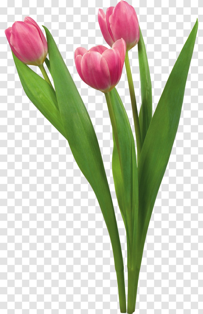 Tulip Flower Desktop Wallpaper Blume - Display Resolution Transparent PNG