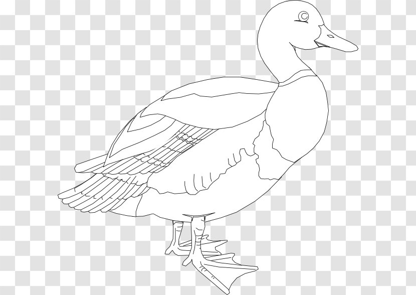 Duck Goose American Pekin Mallard Clip Art - Beak - Duckling Vector Transparent PNG