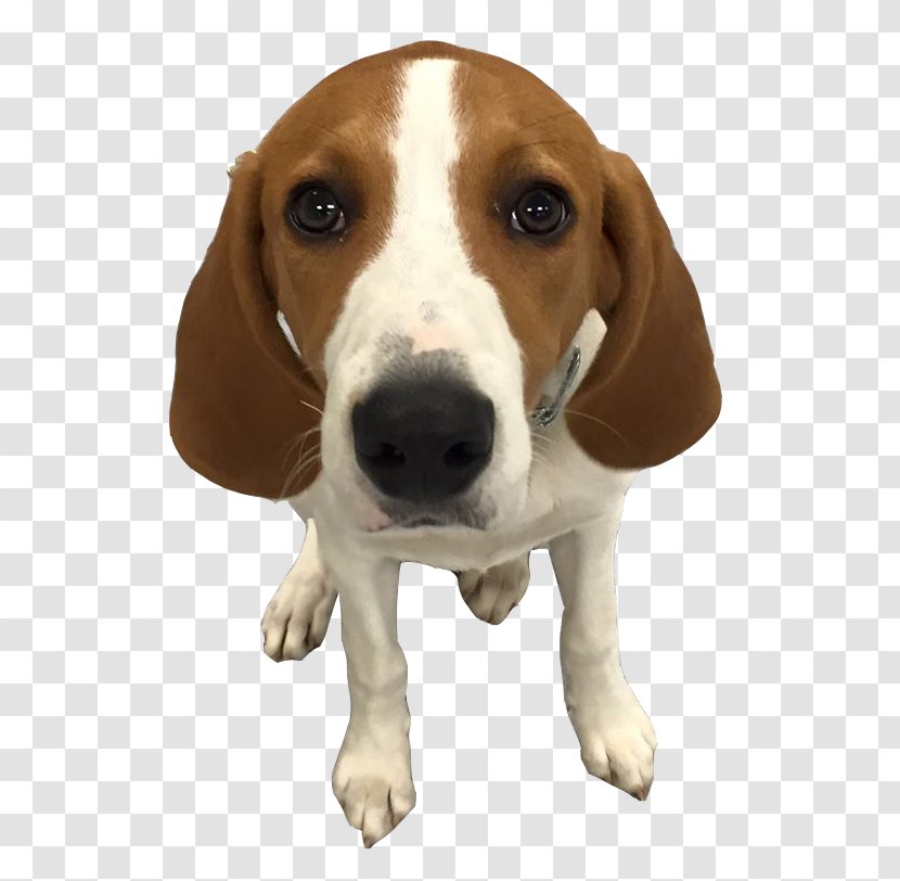 Harrier English Foxhound American Beagle Hamilton Hound - Beyond Basic Dog Training Transparent PNG