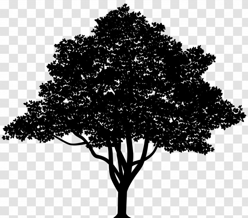 Vector Graphics Tree Royalty-free Clip Art Illustration - Woody Plant - White Oak Transparent PNG