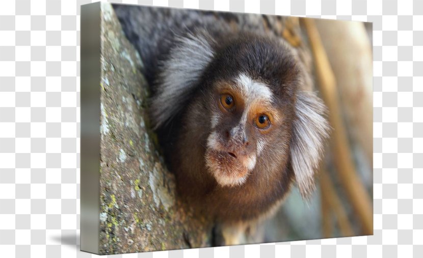 Macaque Marmoset Capuchin Monkey New World Monkeys Transparent PNG