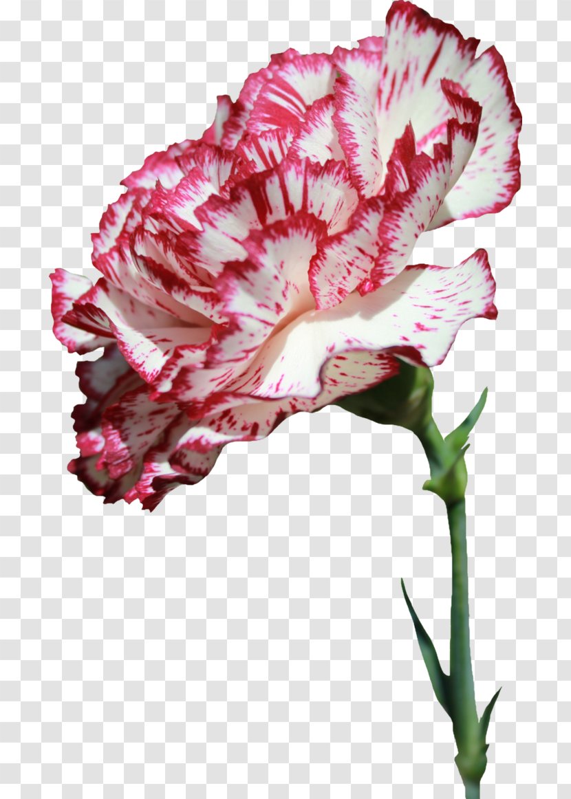Carnation Cut Flowers Flower Bouquet - Gazania Transparent PNG