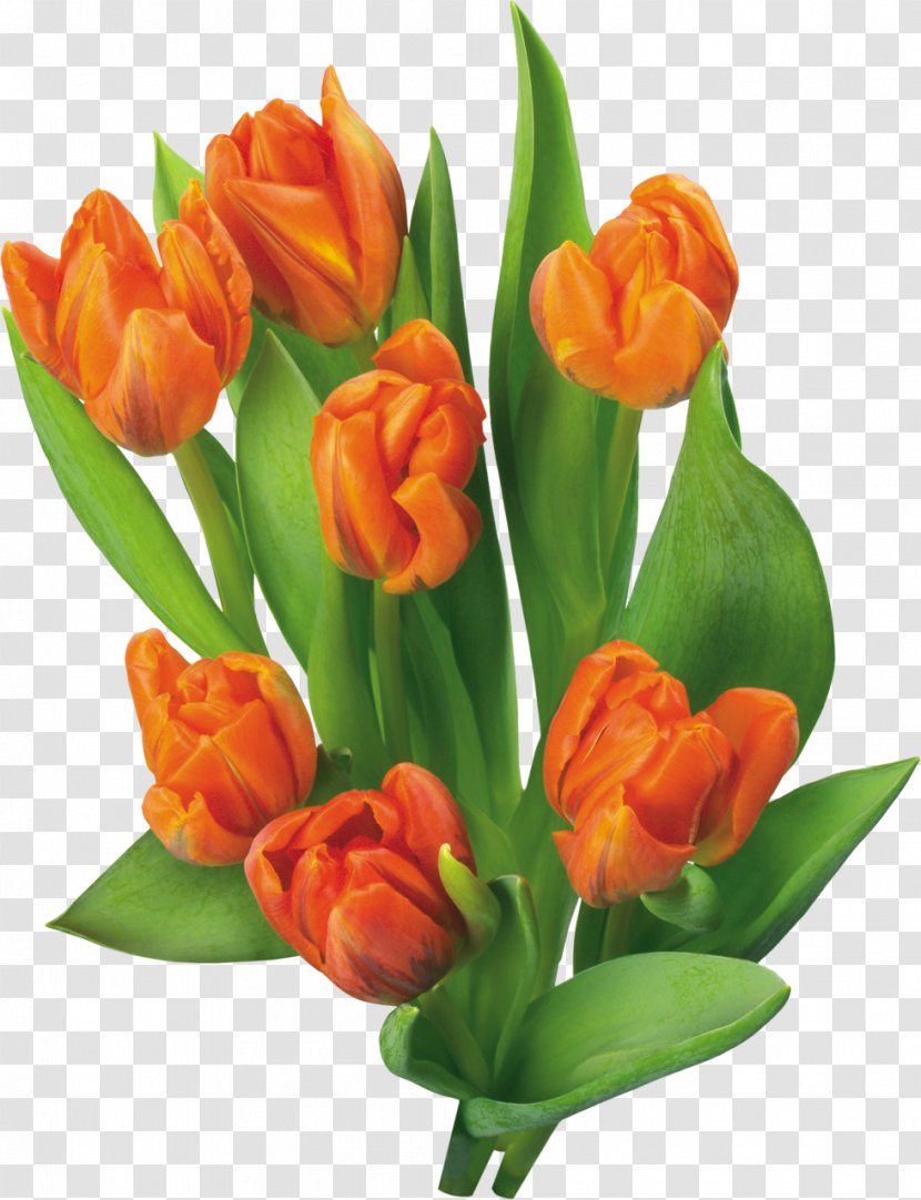 Tulip Flower Blog Clip Art - Orange Transparent PNG