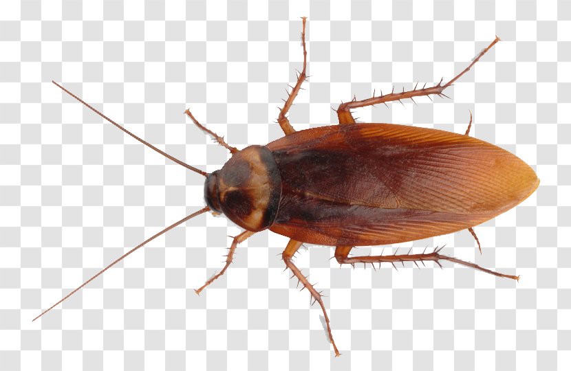 American Cockroach Insect Pest Control - Roach Bait Transparent PNG
