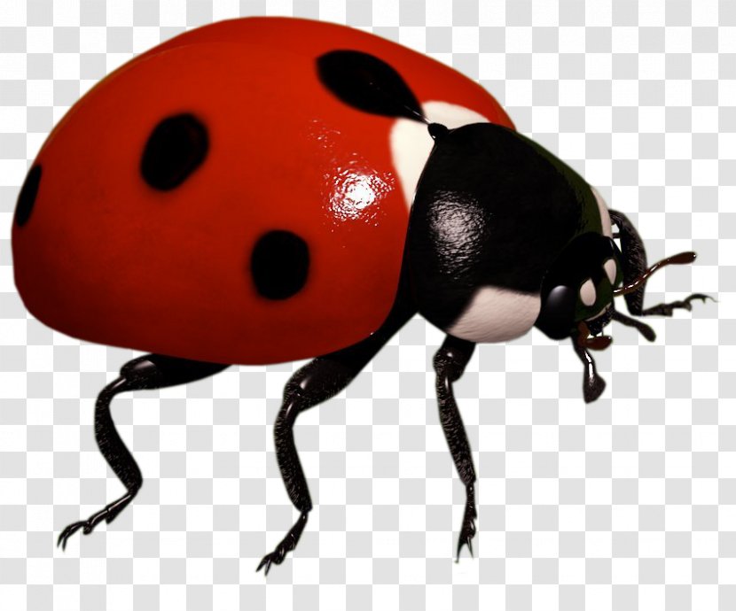 Ladybird Beetle Insect Clip Art - Weevil Transparent PNG