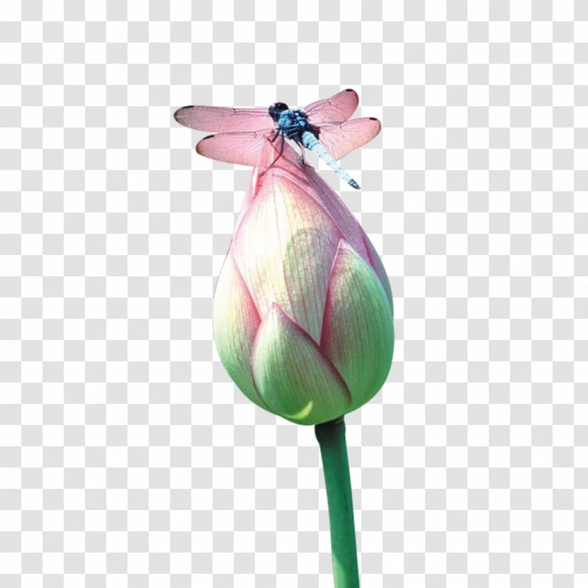 Nelumbo Nucifera Fundal - Lotus Dragonfly Transparent PNG