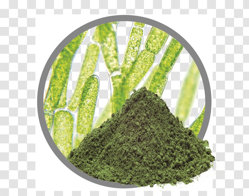 Algae Fuel Extract Docosahexaenoic Acid Plant - Skin - Chlorella Transparent PNG
