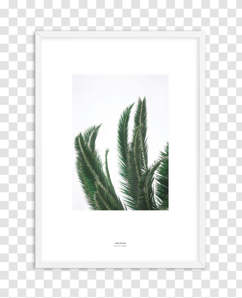 Fine-art Photography Adolescence - Frame - Palm Circle Transparent PNG