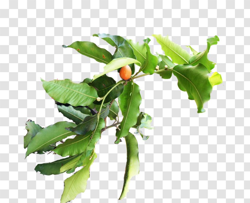 Branch Vegetable Fruit Plant Stem Leaf - Tree Transparent PNG