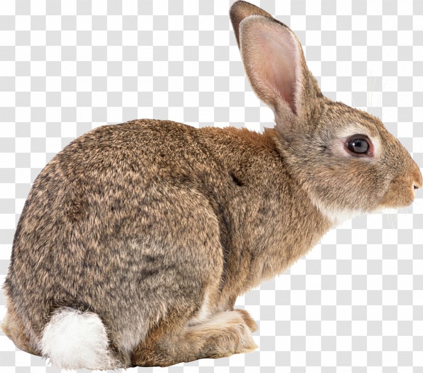 Flemish Giant Rabbit Californian Angora New Zealand Red White - Pet - Image Transparent PNG