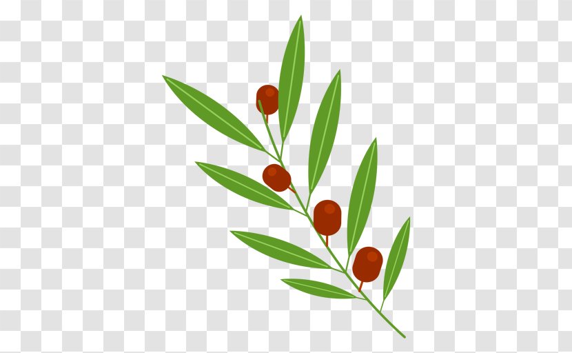 Olive Branch - Tree - Aceituna Transparent PNG