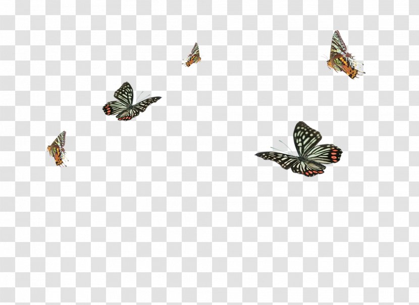 Butterfly Clip Art - Membrane Winged Insect Transparent PNG