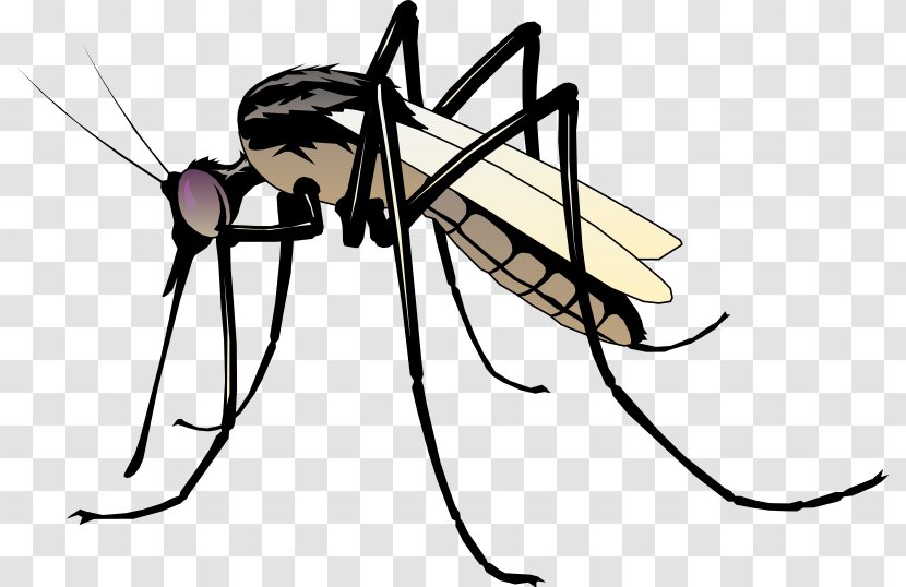 Mosquito Clip Art - Drawing Transparent PNG