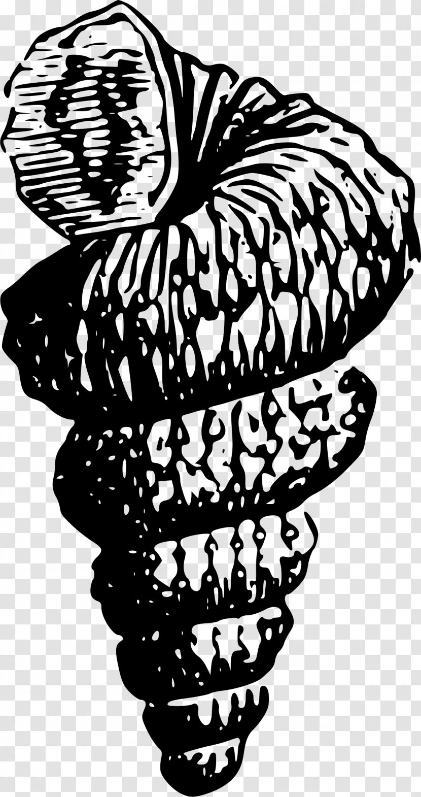 Black And White Clip Art - Organism - Seashell Transparent PNG