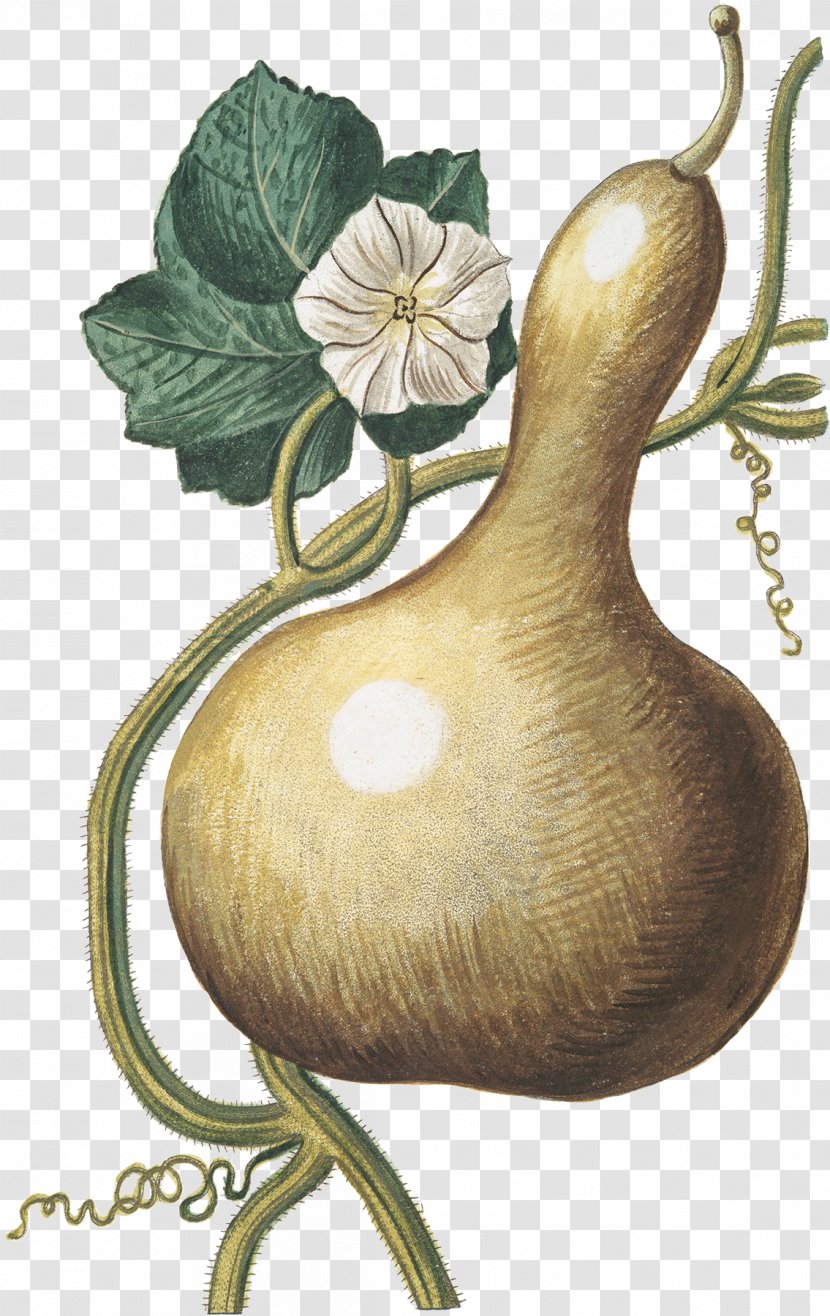 Gourd Calabash Cucurbita - Botanical Illustration - Bottle Transparent PNG