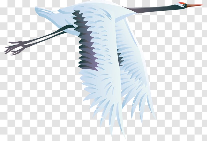 Crane Bird Heron Clip Art - Feather Transparent PNG