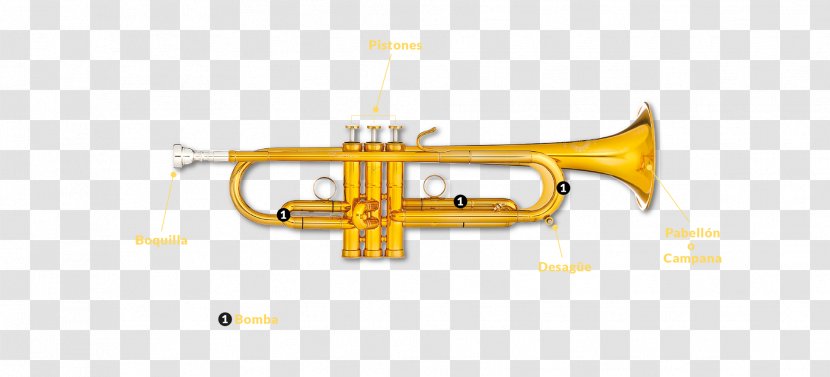 Trumpet Flugelhorn Cornet Bugle Mellophone - Flower Transparent PNG