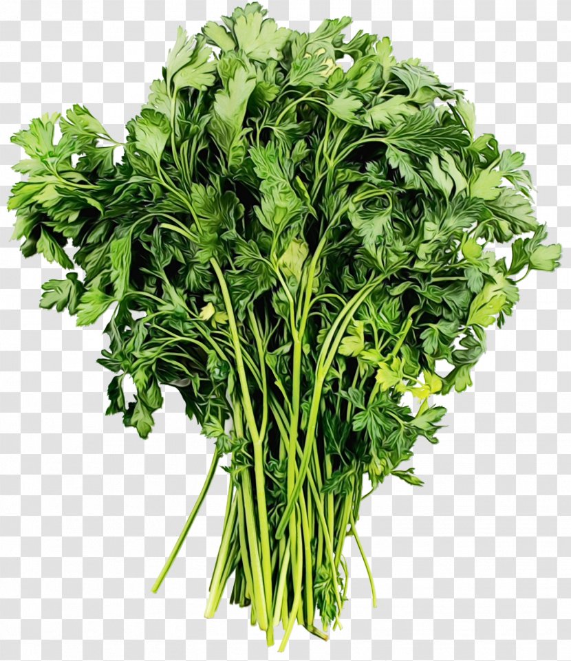 Flower Field - Turnip - Mizuna Parsley Family Transparent PNG