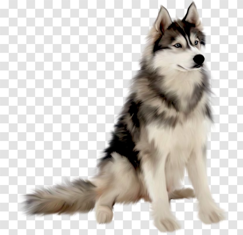 Dog Photography - Animation - Vicious Wolf Transparent PNG