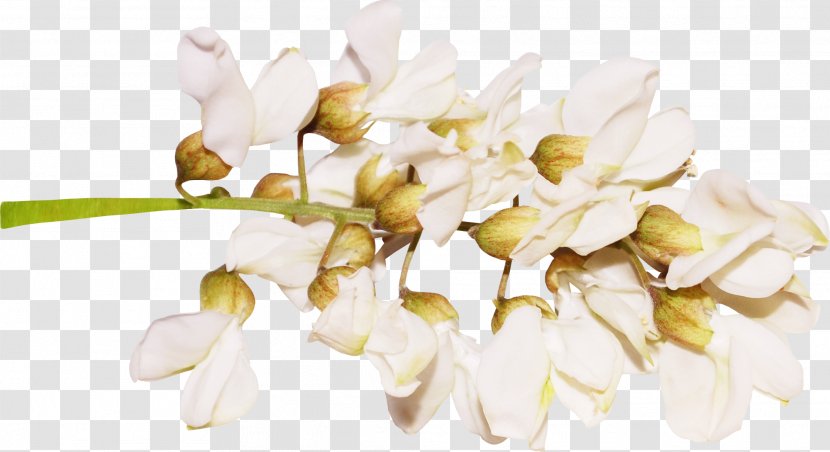 Petal Cut Flowers Twig Plant Stem - White - Flower Transparent PNG