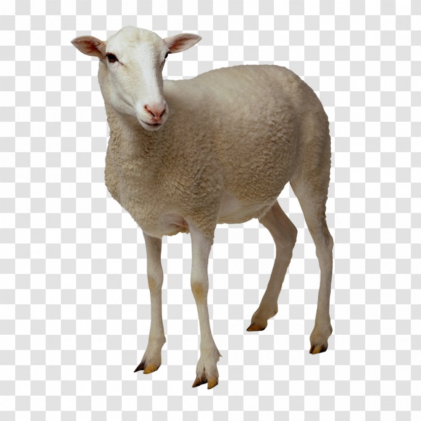 Goat Easycare Cattle - Elastration Transparent PNG