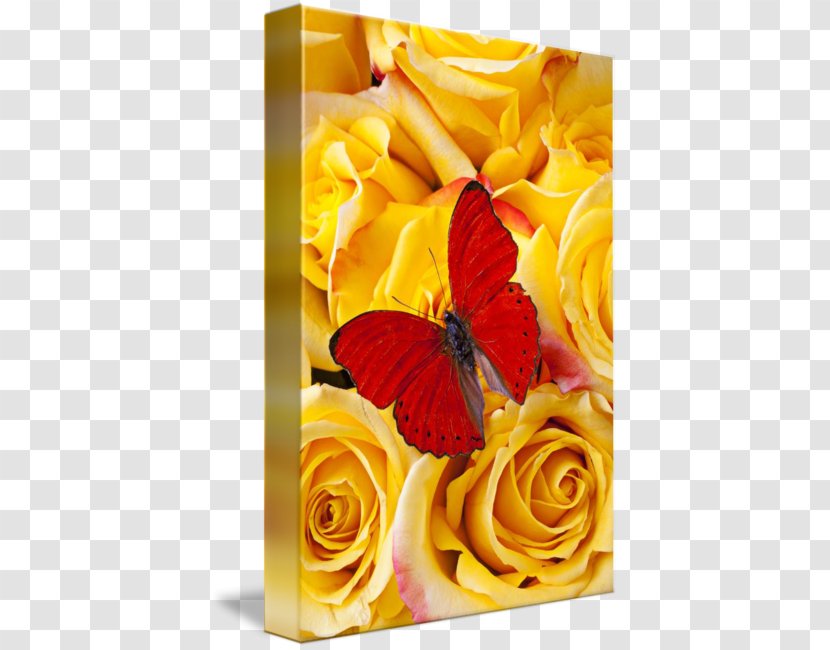 The Perfect Butterfly Yellow Rose Monarch - Insect - Glossy Butterflys Transparent PNG