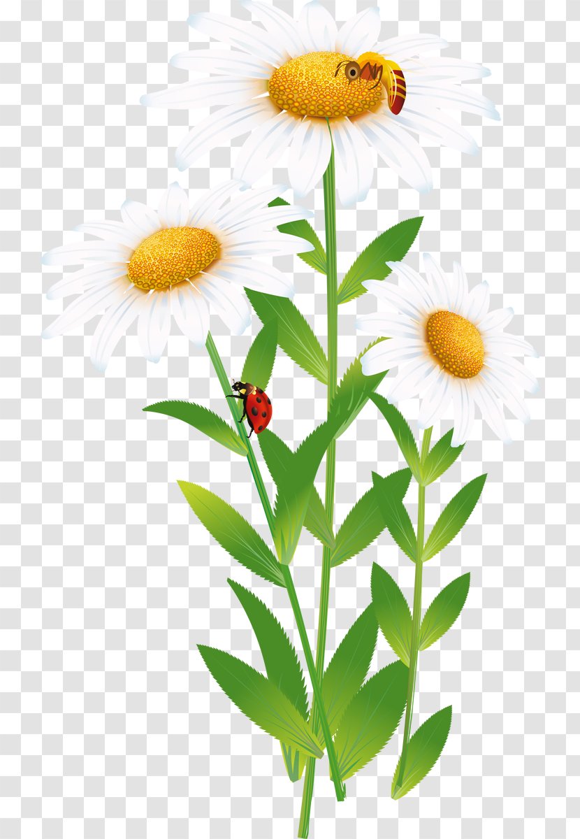 Manzanilla Animation Drawing Common Daisy Transparent PNG