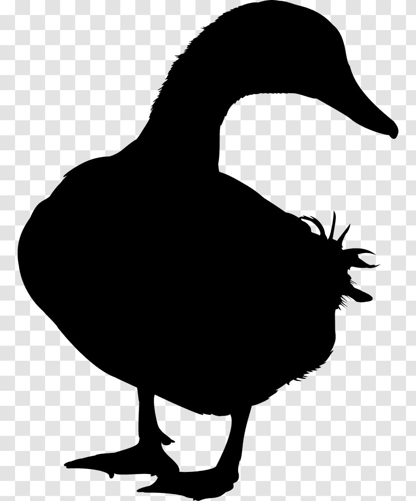 Duck Goose Mallard Swans Vector Graphics Transparent PNG