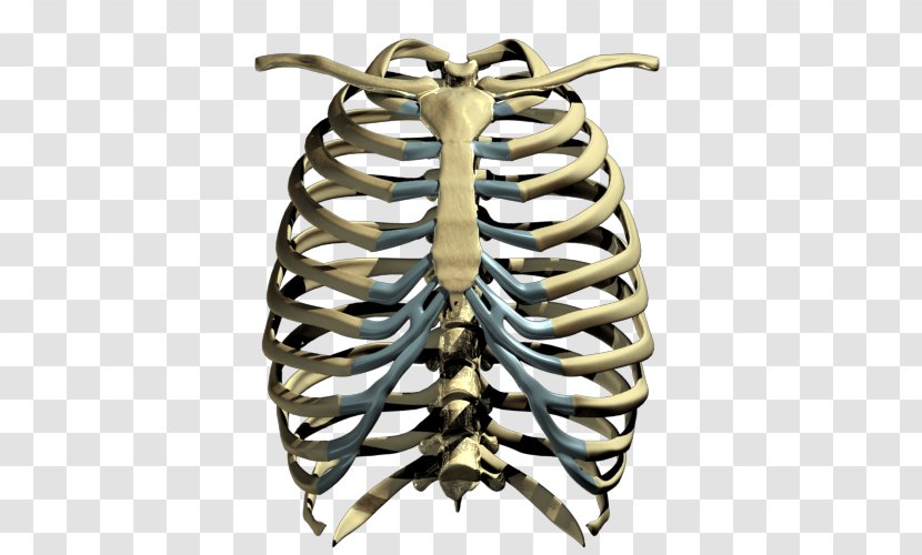 Human Skeleton Rib Cage - Frame - Transparent Images Transparent PNG