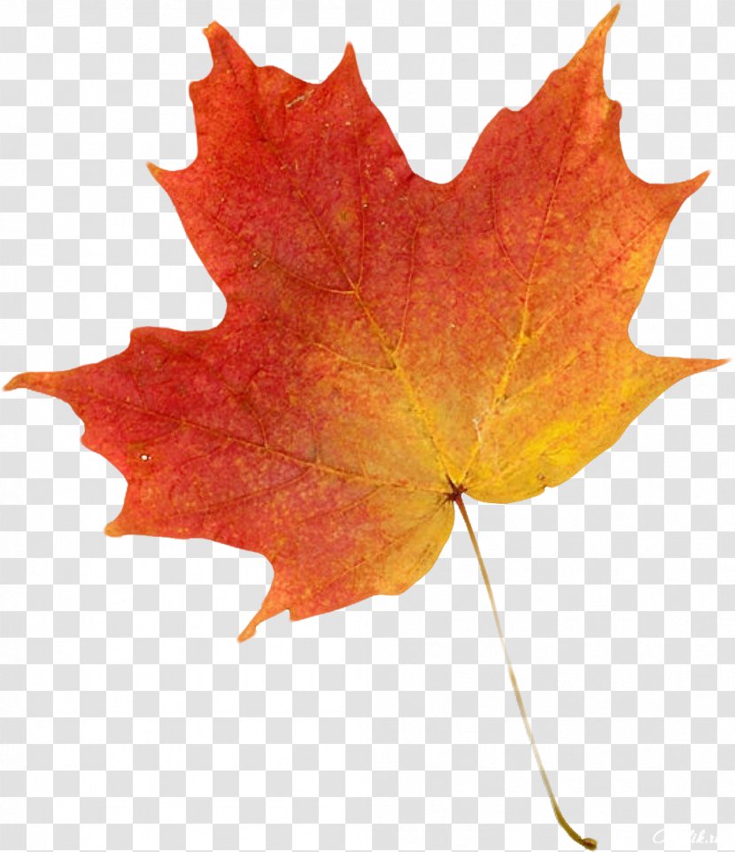 Autumn Leaf Color Clip Art - Tree - Leaves Transparent PNG