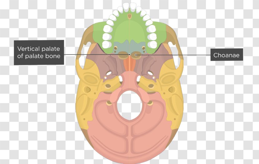 Vomer Palatine Bone Lacrimal Human Skeleton Maxilla - Watercolor - Skull Transparent PNG