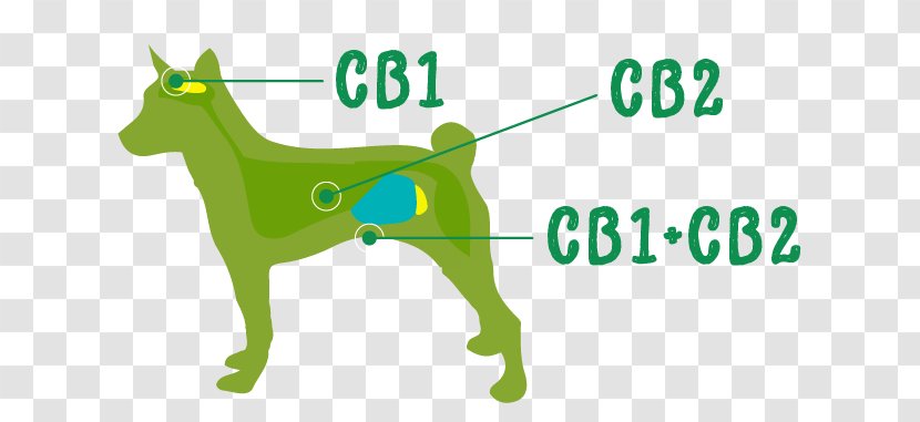 Cat German Shepherd Pet Dog Biscuit Cannabidiol - Like Mammal - Oil Transparent PNG